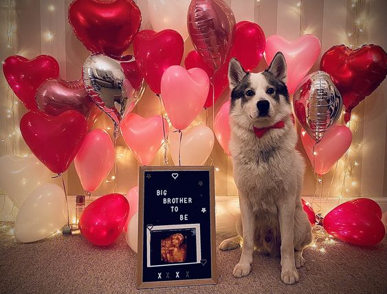 fur pet valentine
